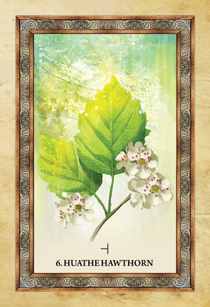 Celtic Tree Oracle Cards